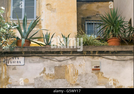 old residential house with plants in Florence, Italy Stock Photo