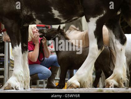 Laura Butters with her miniature Shetland Pony Little Roo of Catch Puddle is washed ahead of the Royal Highland Show being held at Ingliston near Edinburgh which starts tomorrow until June 26. Stock Photo