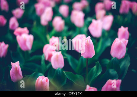 Pink tulips with rain drops. Beautiful blooming flowers in spring garden, vibrant floral background with vintage toning for desi Stock Photo