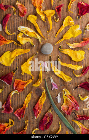 Withered tulip petals of red and yellow petals arranged like a flower with a stone in the middle photographed on wood background Stock Photo