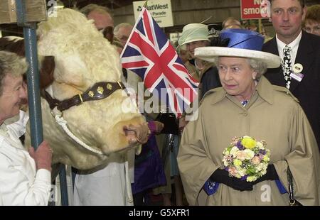 Queen Elizabeth II passes Saraband Ferrari the bull, while visiting the South of England Show at Ardingly, West Sussex, on the latest leg of her Golden Jubilee tour of the UK. Stock Photo