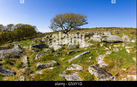 An isolated tree on the edge of Wistman's Wood, Dartmoor, Devon, England. Spring 2016. Stock Photo