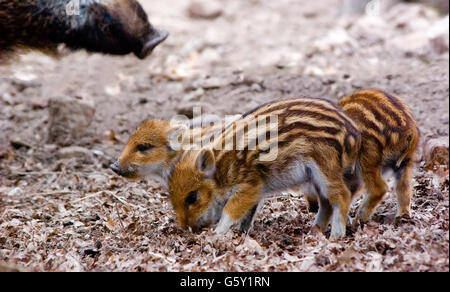 Three little, 3-days-old wild boar Central European boar squeakers (Sus scrofa scrofa) Stock Photo