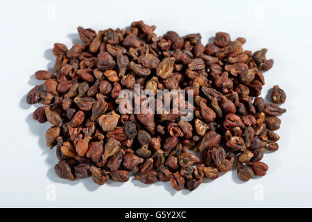 Grape seed / (Vitis vinifera subsp. vinifera) Stock Photo