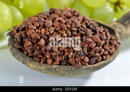 Grape seed / (Vitis vinifera subsp. vinifera) Stock Photo