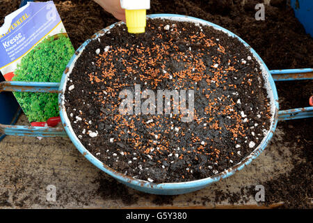 Garden cress / (Lepidium sativum) Stock Photo