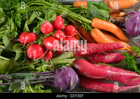 Carrot's, radish, red radish, German turnip, turnip cabbage / (Daucus carota), (Raphanus sativus var. sativus), (Brassica oleracea var. gongylodes) Stock Photo