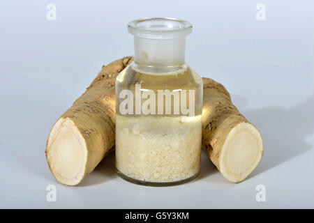 production Horseradish tincture / (Cochlearia armoracia) Stock Photo
