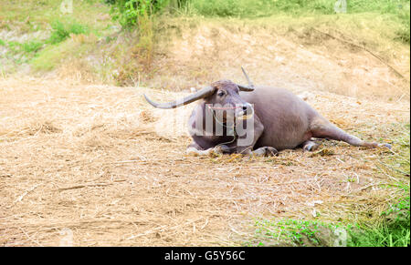 buffalo laying down on field background Stock Photo