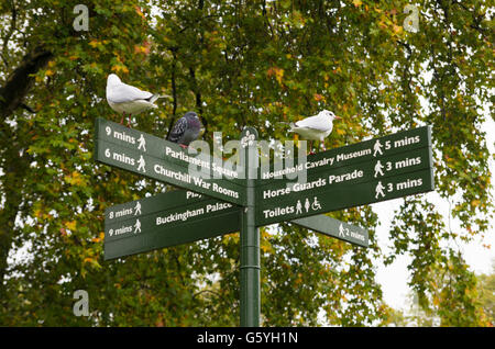 directional street sign in St James Park in London Stock Photo