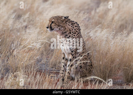 Cheetah (Acinonyx jubatus) sitting in tall grass, Kalahari Desert, Namibia Stock Photo