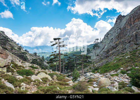 Mountainous landscape with pines, Golo Valley, Nature Park of Corsica, Parc naturel régional de Corse, Corsica, France Stock Photo