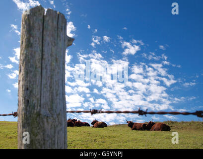 Salers cattle behind a fence, Auvergne, France, Europe Stock Photo