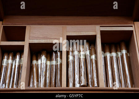 Handmade cigars in a cigar box Stock Photo