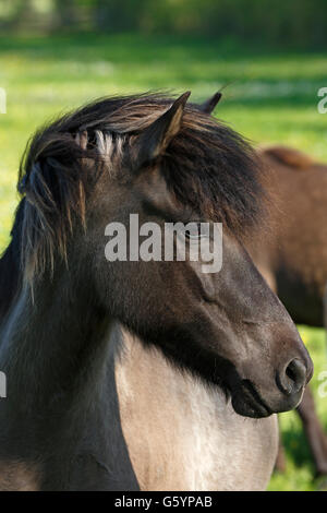 Icelandic Horse (Equus przewalskii f. caballus), mare, animal portrait, Lower Saxony, Germany Stock Photo