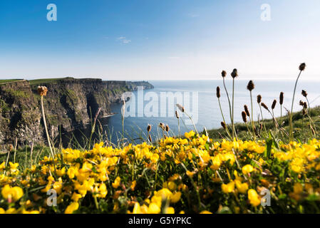 Birdsfoot Trefoil Cliffs of Moher Clare Ireland Wild Atlantic Way Stock Photo