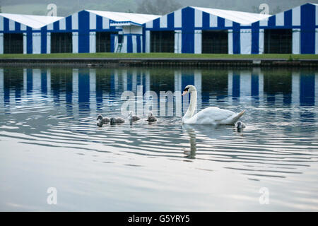 white swan with five cygnets on the river Thames early morning with blue and white striped Regatta tents in the background Stock Photo