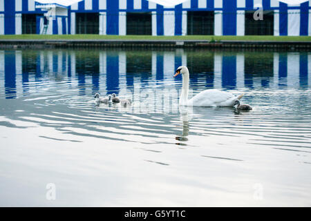 white swan and five cygnets on the river at Henley on Thames for an early morning swim with blue and white striped tents behind Stock Photo