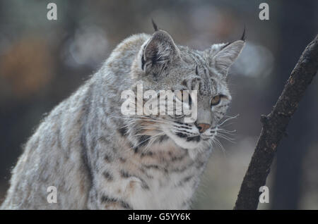 Wild Canada lynx on the hunt for prey, he is stalking and on the hunt. Stock Photo