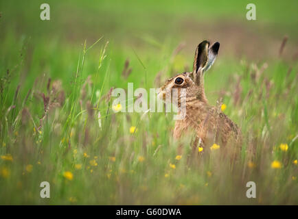 Wild European Rabbit (Oryctolagus cuniculus) sitting in a Yorkshire meadow Stock Photo