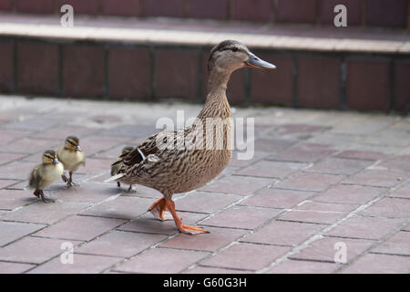 Wildlife in Central London Ducks at the Barbican arts centre and housing complex London Stock Photo