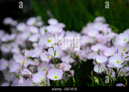 Gentle white pink flowers Stock Photo