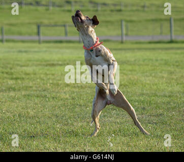 Catahoula leopard hound dog on lawn, 18 month old male Stock Photo