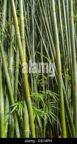 close up of bamboo stalks at Kanapaha Gardens - Gainesville, Florida Stock Photo