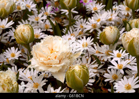 fringed white tulip in a white flower field Stock Photo