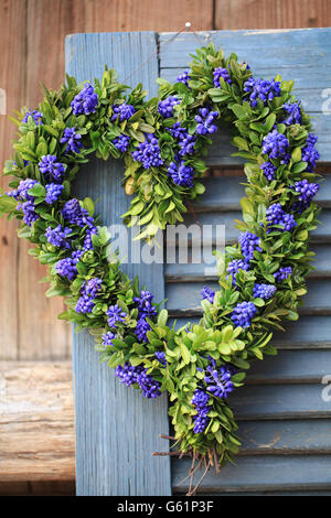 Door wreath in heart shape with boxwood and grape hyacinth flowers Stock Photo