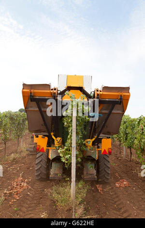 Mechanical harvester harvesting grapes, Frascati, Italy, Europe Stock Photo