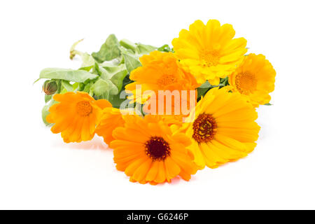 Marigold, Calendula Officinalis on a White Background. Stock Photo