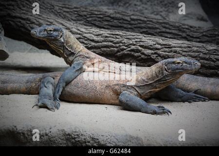 Komodo Dragons Sunbathing on a Rock Stock Photo