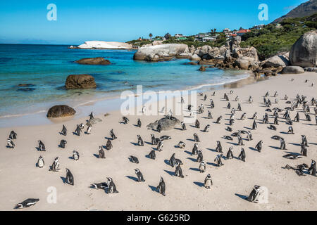 Penguins at Boulders beach in Cape Town South Africa Stock Photo
