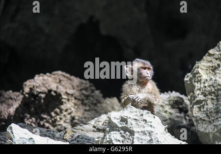 Lonely baby monkey Stock Photo