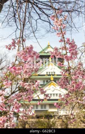 Cherry blossoms in Osaka Castle Japan Stock Photo