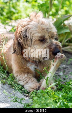 A cute fluffy mixed breed dog with an underbite Stock ...