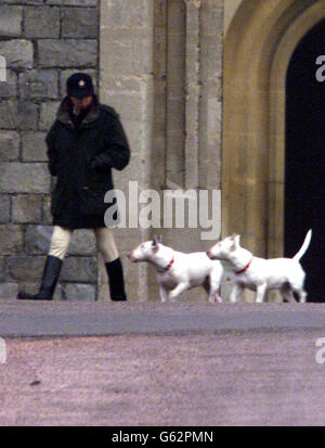 The Princess Royal walking her dogs at Windsor Castle. * 21/11/02 The Princess became the first member of the royal family to be convicted of a criminal offence when she admitted a charge under the Dangerous Dogs Act at East Berkshire Magistrates Court in Slough, after one of her pets bit two children in Windsor Great Park. The Princess and her husband had been summonsed under Section 3 (1) of the Dangerous Dogs Act 1991. The case against Commodore Laurence was dropped when the Princess admitted the offence. Stock Photo