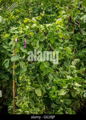 Peas (Shiraz) growing outdoors Stock Photo