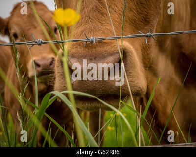 Cows nose behind barbed wire fence Stock Photo