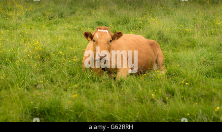 Cow lying down in field Stock Photo