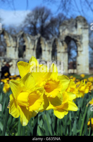 Daffodils on display in the spring sunshine next to the ruins of St Mary's Abbey in the Museum Gardens, York. Stock Photo