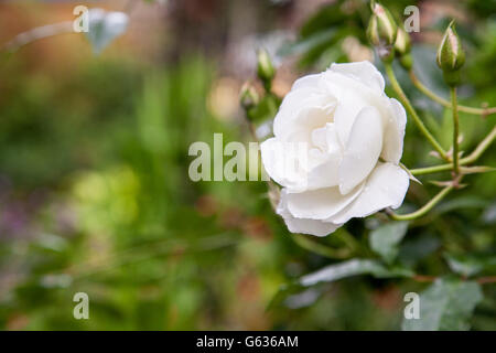 Single white rose Stock Photo