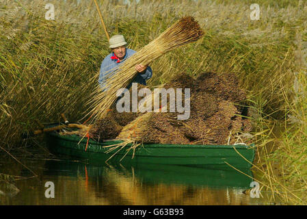 Reed cutter Eric Edwards - one of just 15 left in the region - at work on the river bank of the Norfolk Broads at How Hill. It is feared the ancient craft, which supplies roof thatching, could dwindle out of existence as a result of climate change and foreign imports. *...In recent years the industry has had to face the problems of cheaper imports especially from Turkey, rising sea levels which make reed beds wetter and harder to harvest, and the difficulty of attracting apprentices. Stock Photo