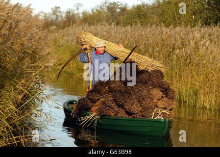 Reed cutter Eric Edwards - one of just 15 left in the region - at work on the river bank of the Norfolk Broads at How Hill. It is feared the ancient craft, which supplies roof thatching, could dwindle out of existence as a result of climate change and foreign imports. *...In recent years the industry has had to face the problems of cheaper imports especially from Turkey, rising sea levels which make reed beds wetter and harder to harvest, and the difficulty of attracting apprentices. Stock Photo