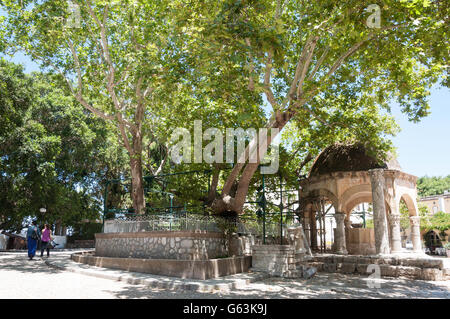 The Tree of Hippocrates, Kos Town, Kos (Cos), The Dodecanese, South Aegean Region, Greece Stock Photo