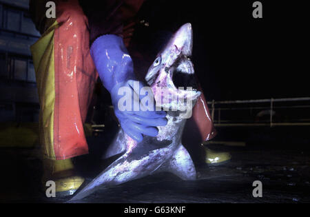 A fisherman holds up a shark caught at Eyemouth harbour, in the Scottish Borders. The small Scottish fishing town has experienced tragedy from the sea but now the community faces a new and even greater threat from across the water. * Residents still remember the disaster of 1881 when 189 fishermen died within sight of their loved ones as their boats struggled to reach the harbour. And now they fear for the future of their fishing community once again as the European Commission sets out its proposals to conserve cod fish stocks. European scientists last month proposed a blanket ban on cod Stock Photo