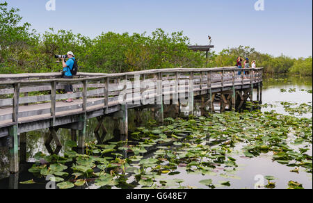 Florida, Everglades National Park, Anhinga Trail, boardwalk, photographer, evening Stock Photo