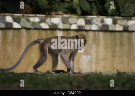 monkey with long tail Stock Photo