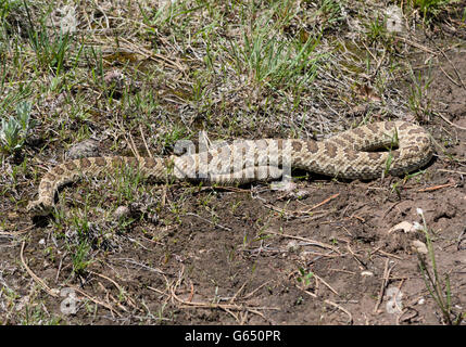 Prairie Rattlesnake (Crotalus viridis) sunning itself in noon sunlight, Castle Rock Colorado US. Stock Photo